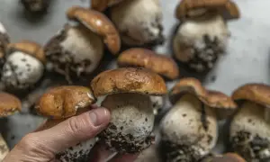 En hand håller en nyplockad Karljohan svamp. Flera andra funghi porcini ligger bredvid, redo för en god måltid.