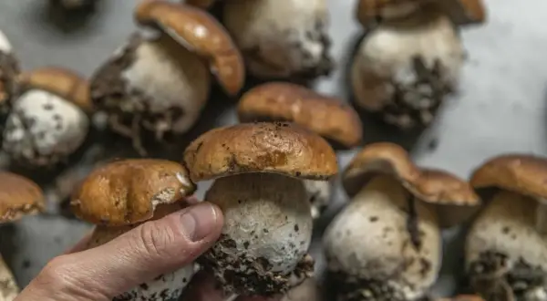 En hand håller en nyplockad Karljohan svamp. Flera andra funghi porcini ligger bredvid, redo för en god måltid.