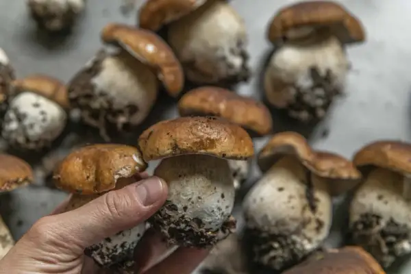 En hand håller en nyplockad Karljohan svamp. Flera andra funghi porcini ligger bredvid, redo för en god måltid.